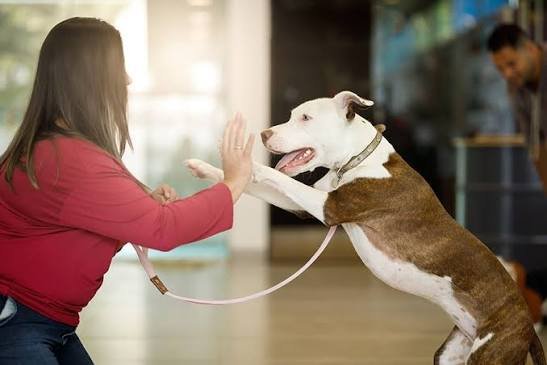 Small dog training